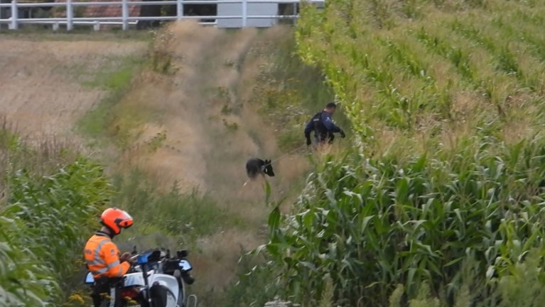 Na wilde achtervolging die eindigt in crash: politie kan vermoedelijke inbrekers oppakken