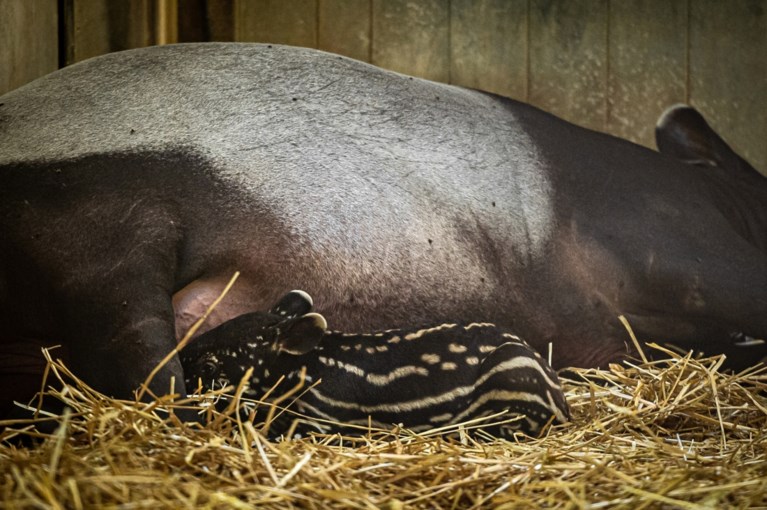 Antwerpse Zoo verwelkomt tapirbaby vol stippen