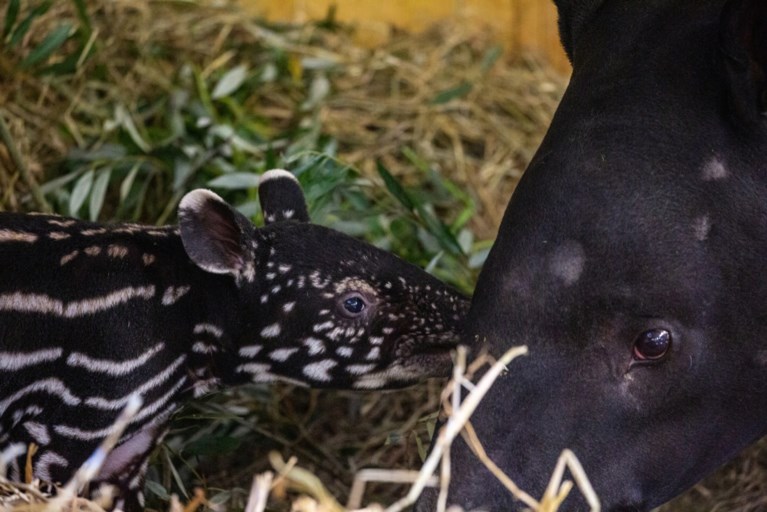 Antwerpse Zoo verwelkomt tapirbaby vol stippen