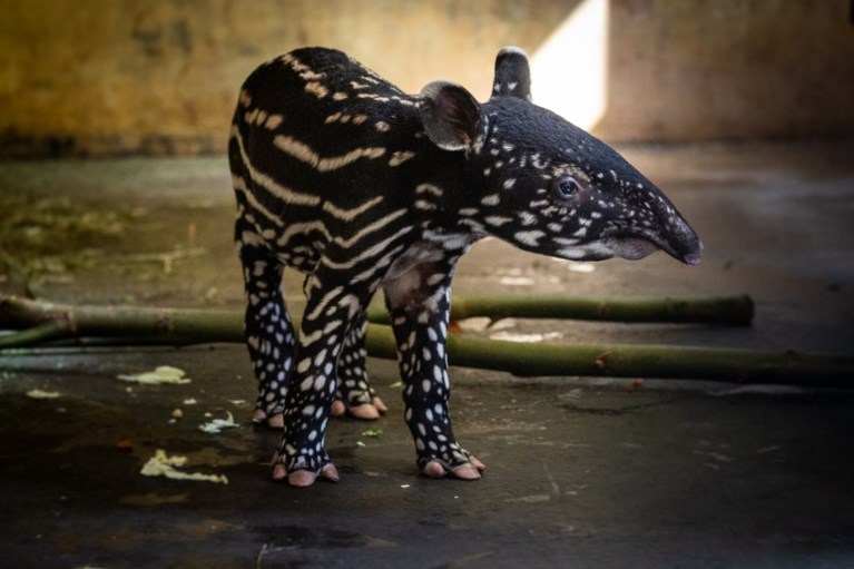 Antwerpse Zoo verwelkomt tapirbaby vol stippen