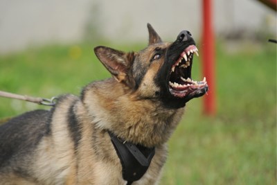 Politie Schiet Drie Agressieve Honden Dood Die Vrouw Aangeva Het Nieuwsblad Mobile