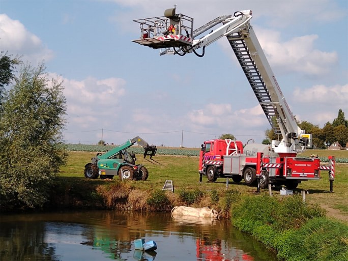 Brandweer redt hitsige dekstier uit vijver in Aarsele