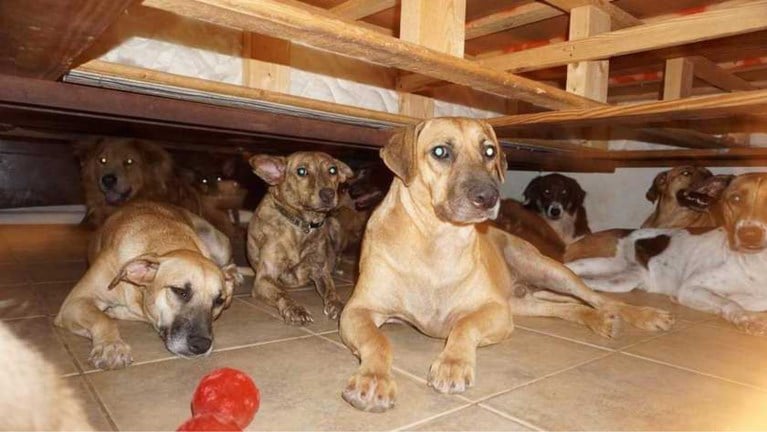 Bahamaanse vrouw vangt 97 (!) honden op na doortocht van orkaan Dorian: “Gelukkig respecteren ze mijn bed”