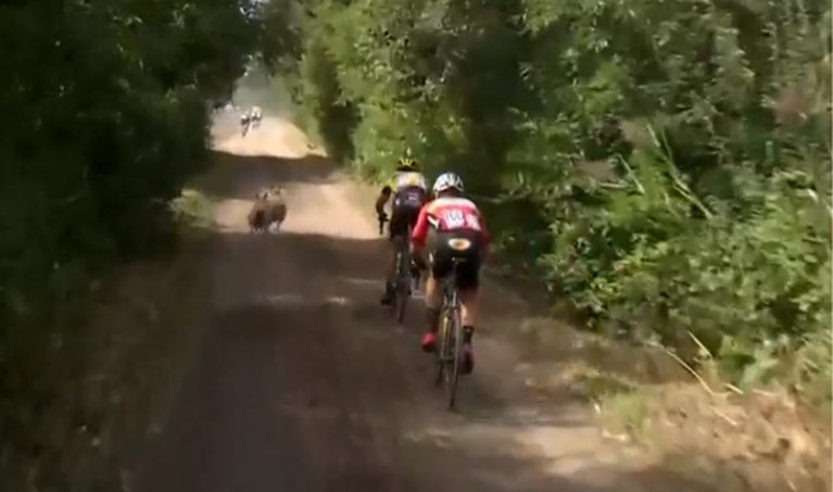 Opschudding in Antwerp Port Epic: schapen in het peloton, renners waaien in de gracht