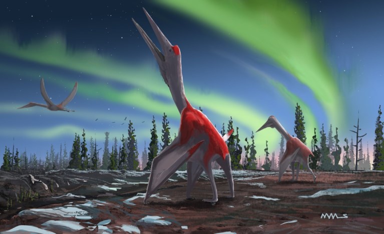 Een van de grootste vliegende reptielen geïdentificeerd in Canada