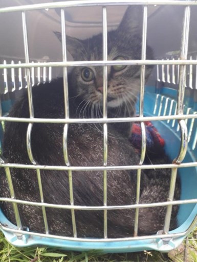 Verwondingen, vlooien en zelfs maden die uit hun rug groeien: 50 zwaar verwaarloosde dieren bevrijd uit kleine chalet