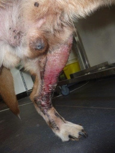 Politie redt verwaarloosde hond: “Nog niet beschikbaar voor adoptie”