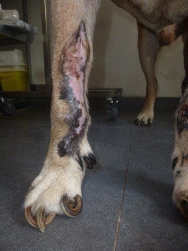 Politie redt verwaarloosde hond: “Nog niet beschikbaar voor adoptie”