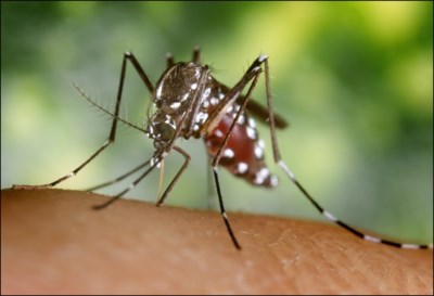 Eerste Geval Van Westnijlvirus Bij Mensen In Duitsland Het Nieuwsblad Mobile