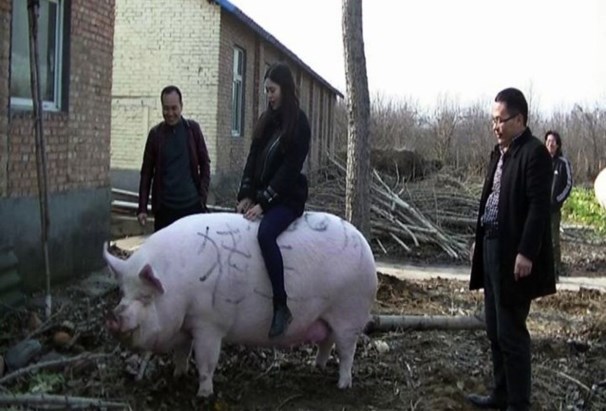 Uitvoerder verder Onze onderneming China fokt supervarkens zo groot als ijsberen om vleestekort op te vangen |  Het Nieuwsblad Mobile