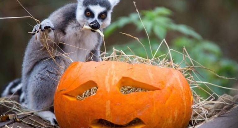 Dit doen de pretparken voor Halloween
