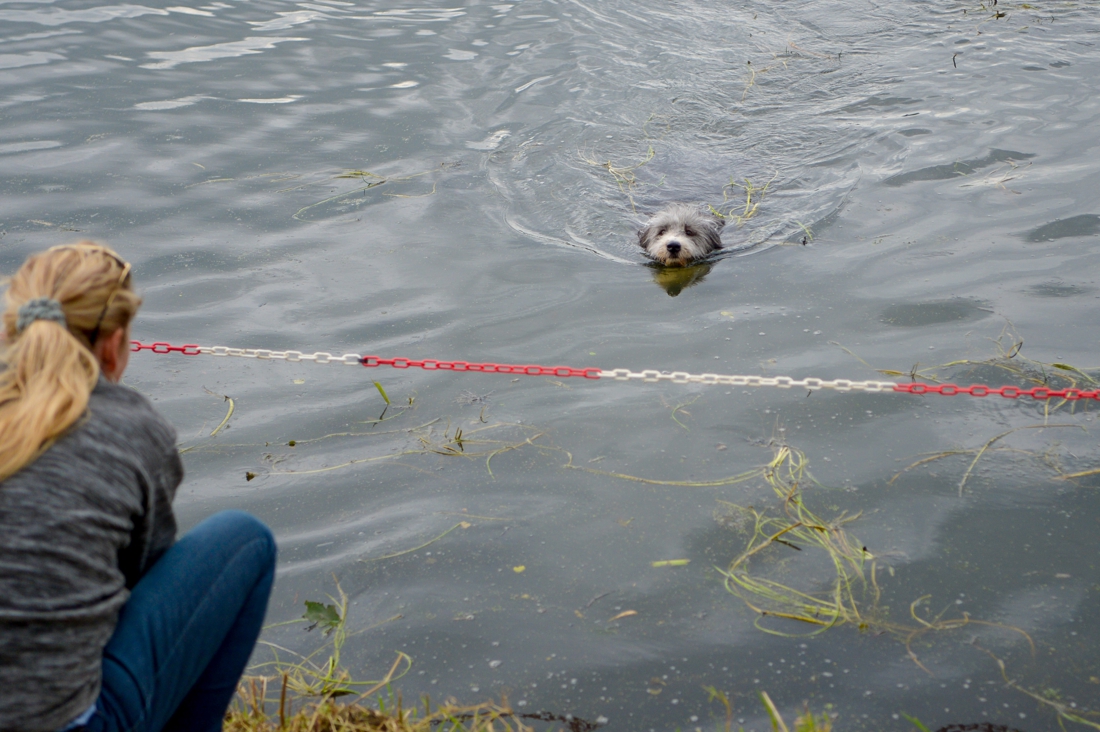 Veel belangstelling voor de 161ste hondenzwemming