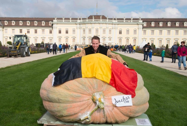 De drie beste pompoenkwekers van Europa komen allemaal uit… Kasterlee