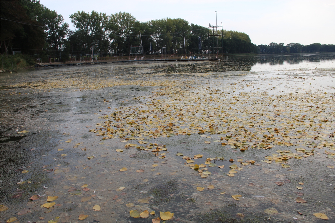Verboden opgeheven na blauwalgenbloei in Antwerpse waterwegen