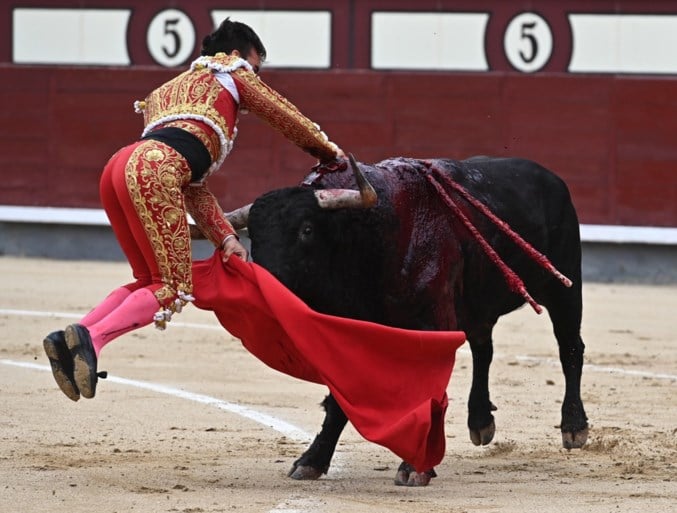 Spaanse stierenvechter zwaargewond nadat stier hem doorboort voor de ogen van zijn vriendin