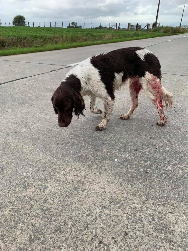 Hond loopt schotwonden op