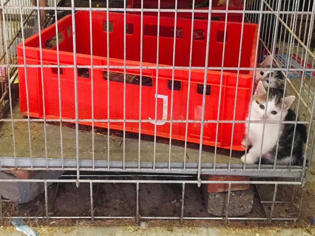 Twee kittens in beslag genomen omdat ze in te kleine kooi zaten
