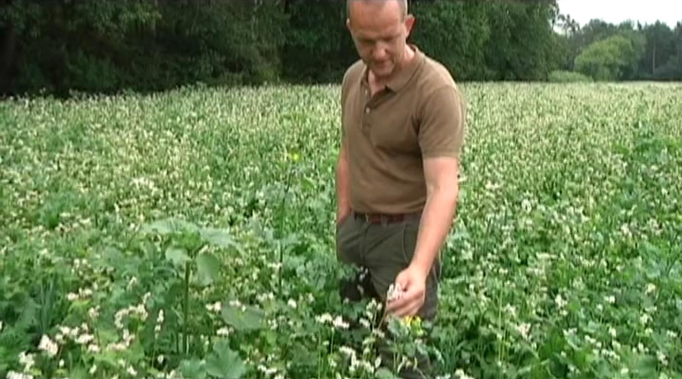 Niras compenseert gerooide bomen voor opslag radioactief afval: 11 hectare bos erbij