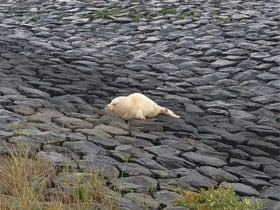 Albino zeehond aangetroffen op Texel: “ziek maar vol levenslust”
