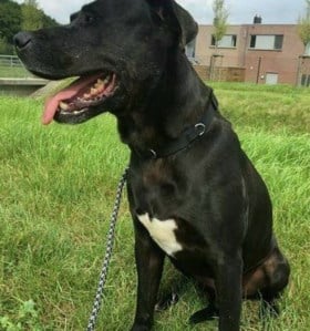 Na het overlijden van Marieke ‘Wielemie’ Vervoort: wat gebeurt er met haar honden?