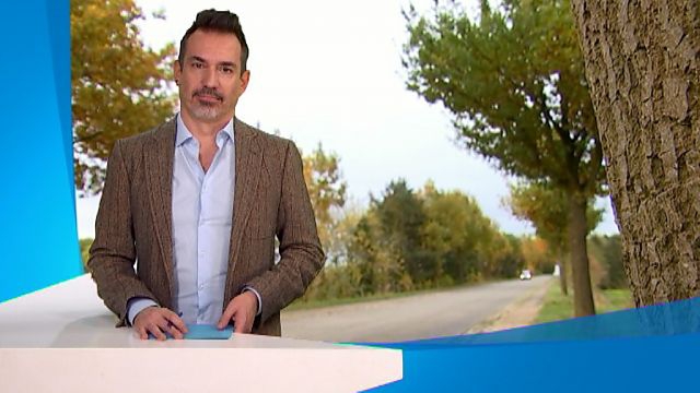 Meer dan dertig eiken eiken gekapt tussen Bierbeek en Hoegaarden om nieuwe fietspaden aan te leggen