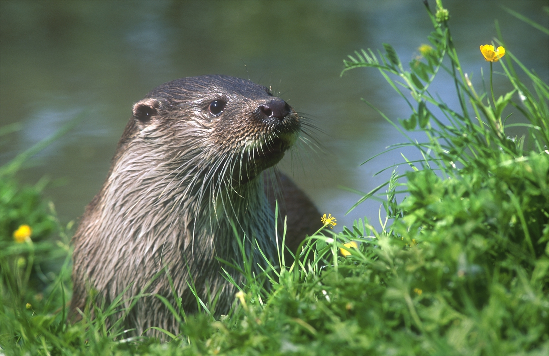 GroenRand wil ingrepen om van Antitankgracht biotoop voor otters te maken - Het Nieuwsblad
