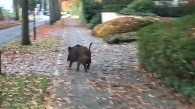 Fietser oog in oog met verloren gelopen everzwijn