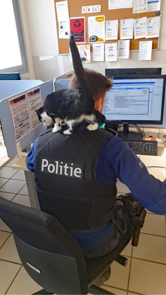 Kat maakt uitstapje van 70 kilometer en wordt beste maatjes met politieagenten