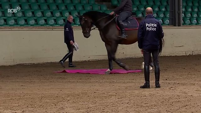 VIDEO. Federale politie zoekt paarden via open kijkdag in ruiterschool van Oud-Heverlee