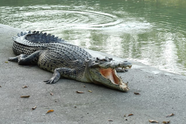 Australische havenkrokodil in oog om zichzelf te redden