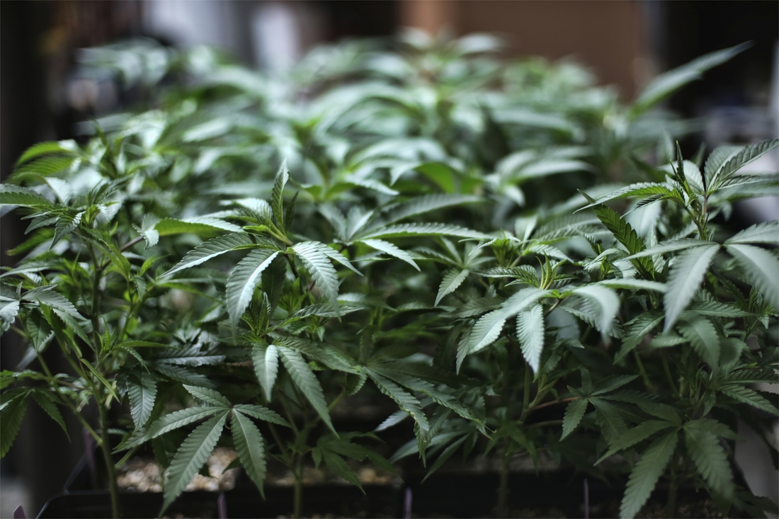 700 cannabisplanten ontdekt onder kippenhok in Puurs-Sint-Amands