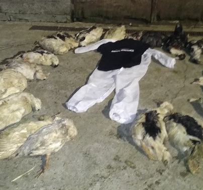 183 eenden gestorven na actie van Animal Resistance: “Ze denken dat ze dierenvrienden zijn, maar wat ze hebben gedaan is heel erg dom”