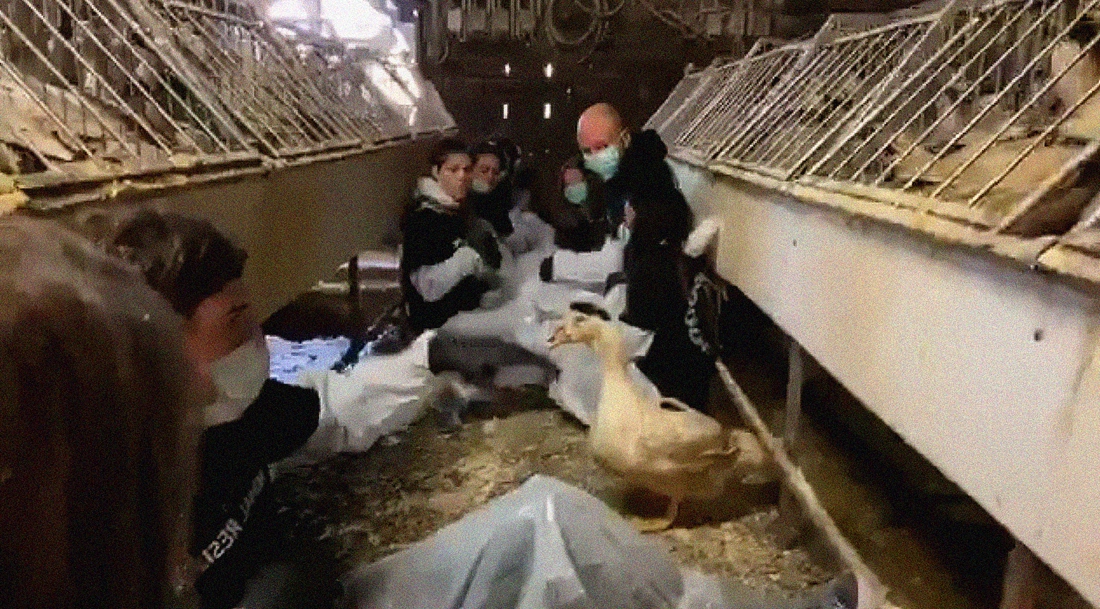 Animal Resistance reageert op kritiek na actie bij foie gras-producent : “De mortaliteit ligt sowieso hoog”