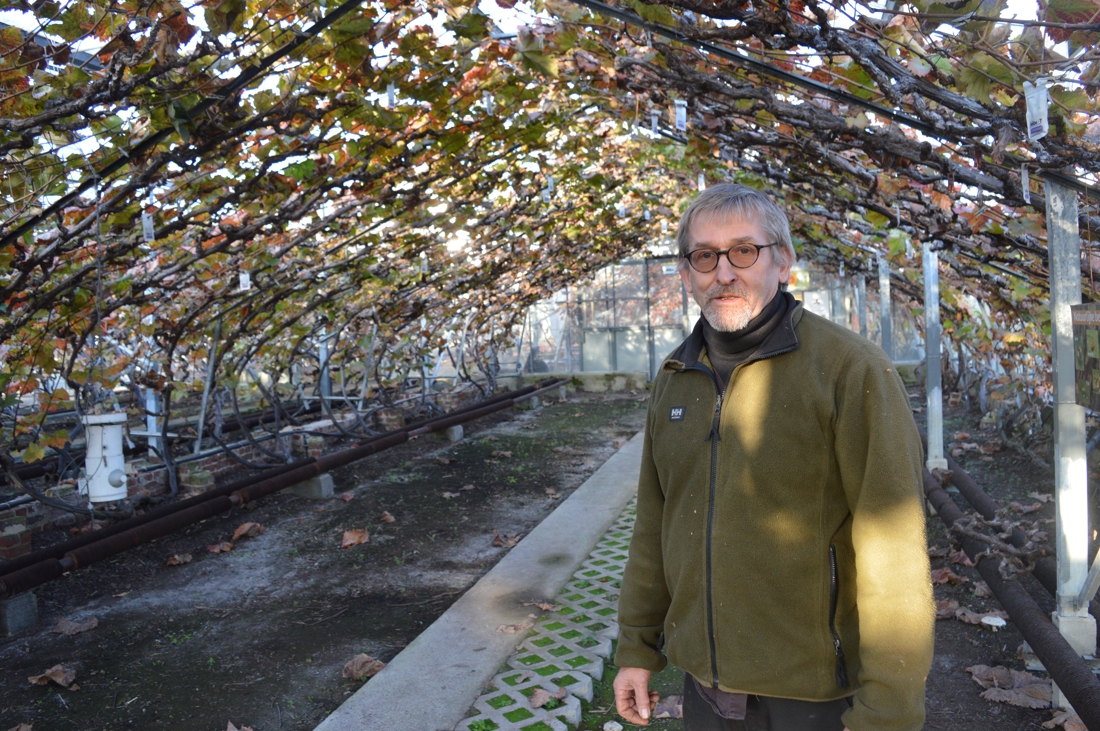 Hij was een van de laatst overgebleven druiventelers uit de streek, maar na drie generaties trekt ook Flup (63) de stekker uit zijn bedrijf - Het Nieuwsblad