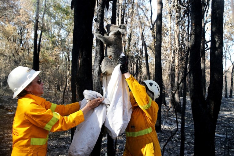 Australië in hoogste staat van paraatheid: zelfs binnenstad van Sydney bedreigd door bosbranden
