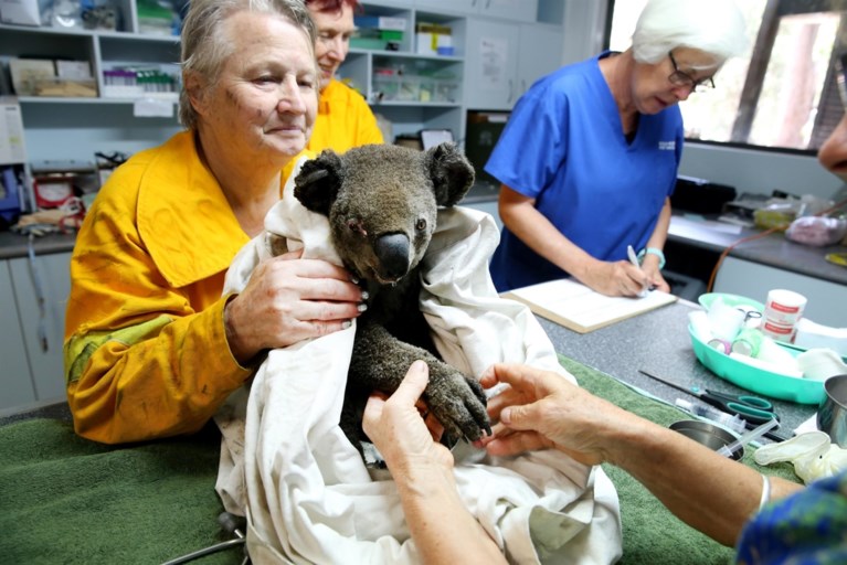 Australië in hoogste staat van paraatheid: zelfs binnenstad van Sydney bedreigd door bosbranden
