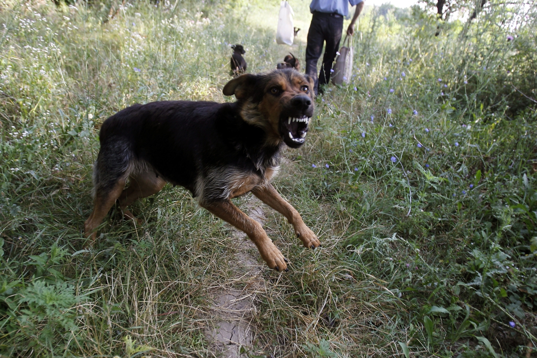 Celstraf geëist nadat hond uitbreekt en andere hond aanvalt - Het Nieuwsblad