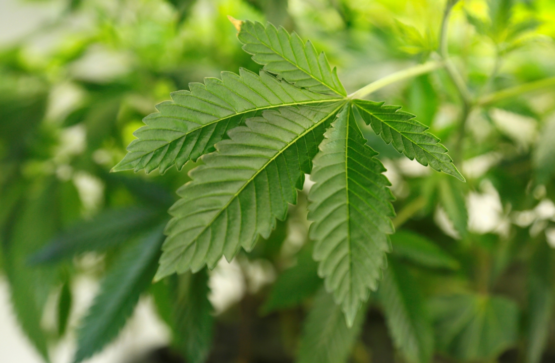 Man brengt cannabisplantage onder in kinderkamer (Hoboken) - Het Nieuwsblad