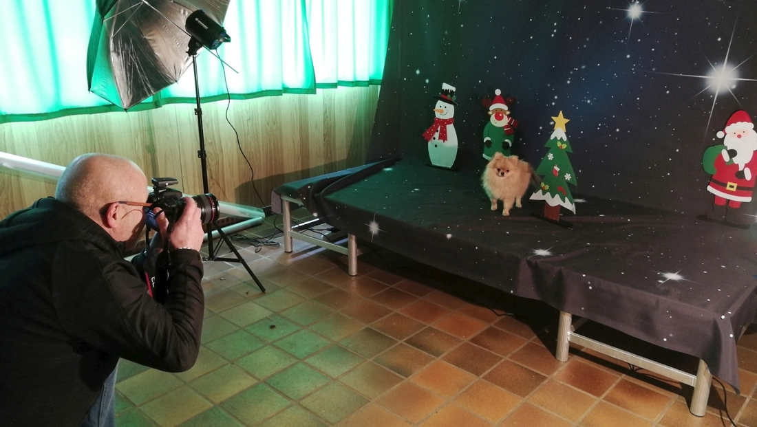 Hondenschool Sint Bavo zet viervoeters van leden op kerstkaarten - Het Nieuwsblad