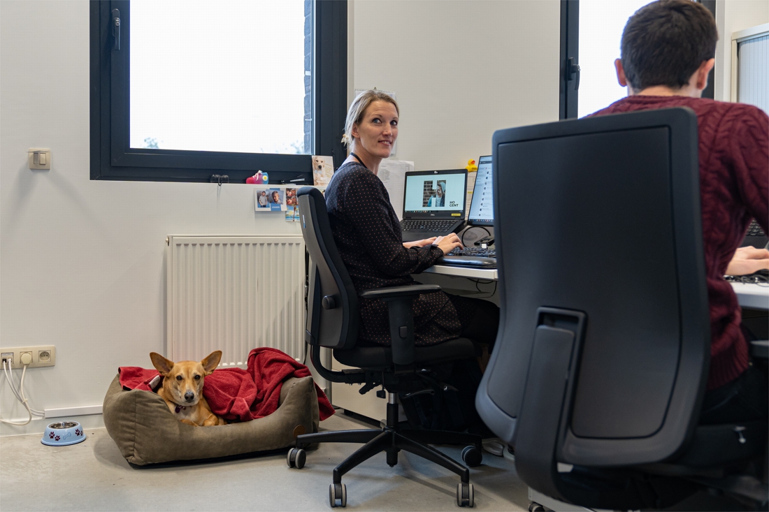 Op deze hogeschool zijn ‘kantoorhonden’ toegelaten: “Minder stress op de werkvloer”