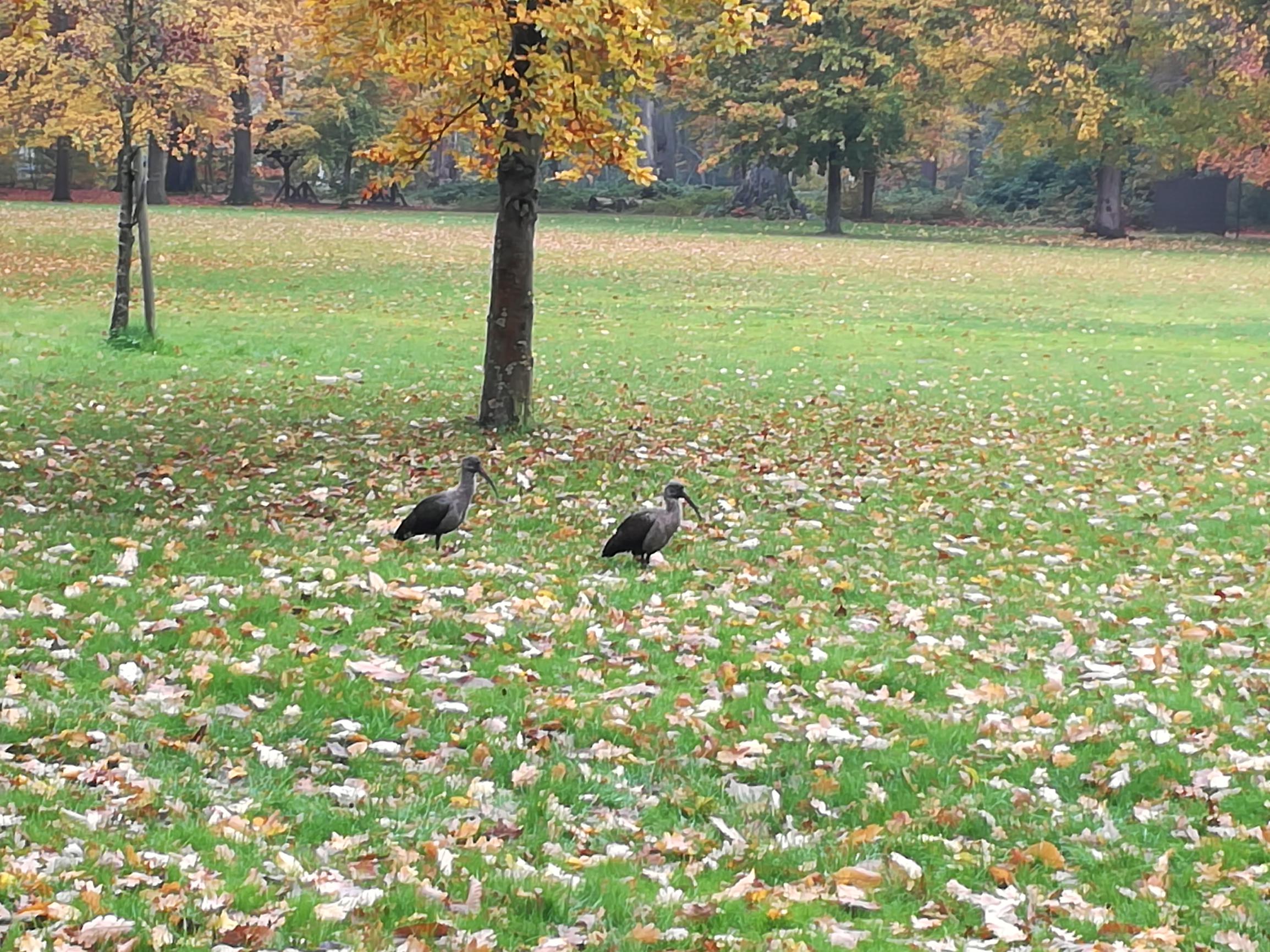 Hadada-ibissen strijken neer in gemeentepark van Schoten - Het Nieuwsblad