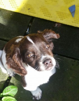 Jonge vrouw (19) steelt puppy van buurman, maar wil zelfs politie niet zeggen waar ze die verstopt heeft