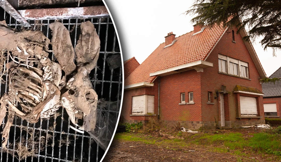 Honderdtal dode konijnen liggen al meer dan 15 jaar in kooien in ‘horrorstal’: een “zeldzame misdaad” of een drama zonder schuldige?
