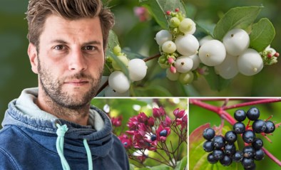 Bartel Van Riet gaat op zoek naar de vurigste bessen voor in de tuin