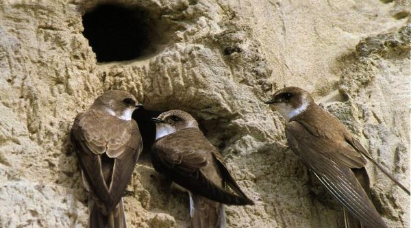 Natuurpunt Scheldeland gaat oeverzwaluwenwand in de Kalkense Meersen herstellen