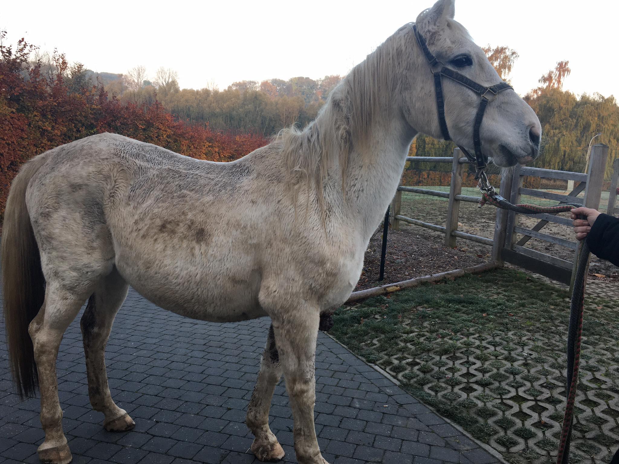 Paard met kanker alleen op de dool