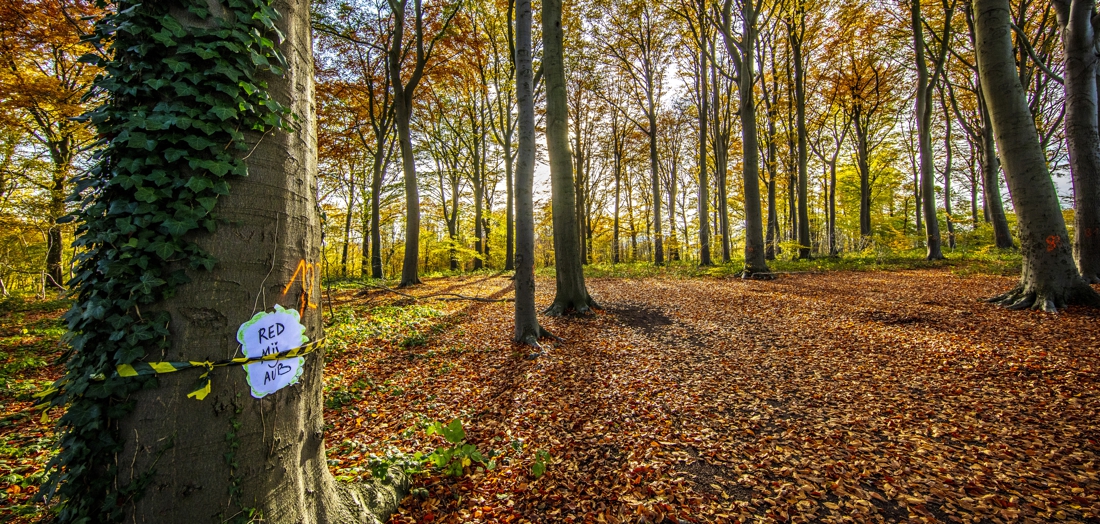 Al jaren een speelbos, maar nu wil eigenaar zijn bomen, zonder succes: houtbedrijf verliest kapvergunning na buurtprotest
