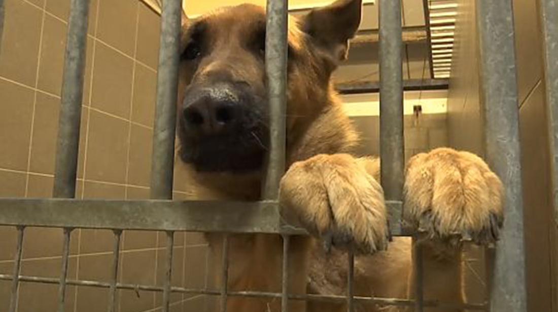 Limburgs dierenasiel zoekt enthousiaste pleeggezinnen voor honden en katten