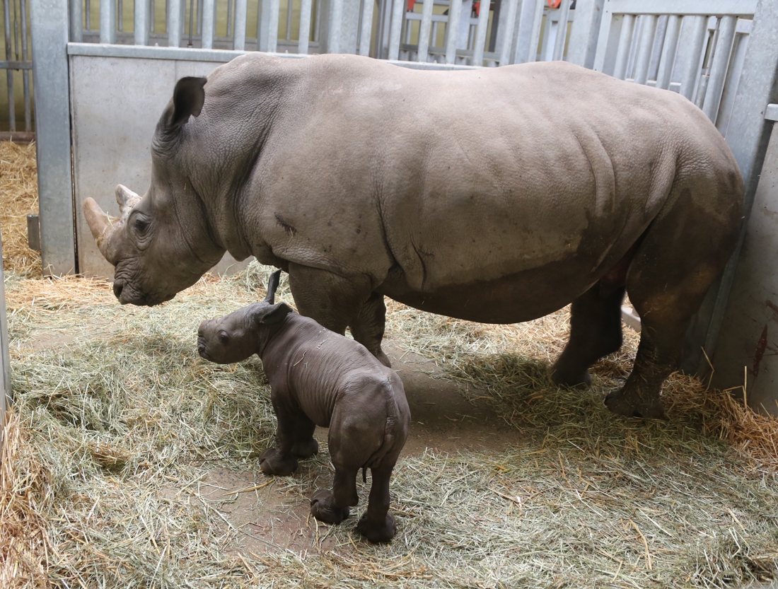 Heuglijk nieuws uit Pairi Daiza: kleine neushoorn geboren, tweede op komst