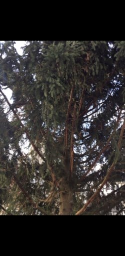 “Te lelijk”, dus stuurt stad grote kerstboom meteen terug naar afzender